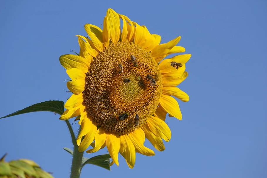 sunflower, bees, insect, close up, blossom, bloom, yellow, sunny HD wallpaper