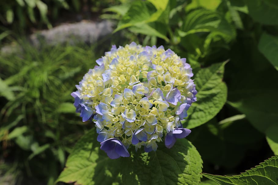 nature, flowers, hydrangea, affix, flowering plant, beauty in nature HD wallpaper