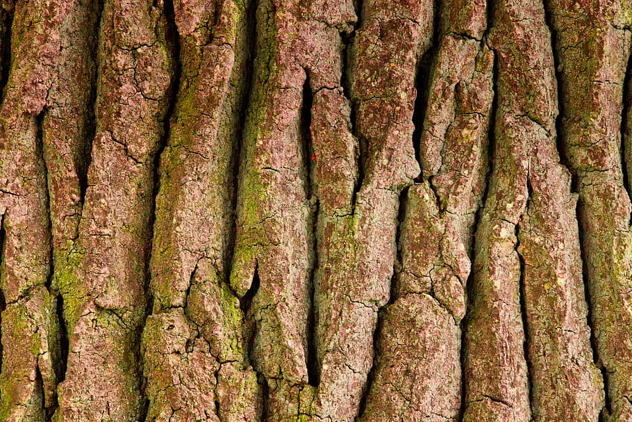 tree bark, structure, background, full frame, backgrounds, tree trunk, HD wallpaper