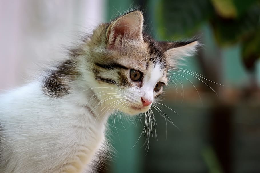 cat, pet, baby, kitten, princeabid photography, canon, 700d HD wallpaper