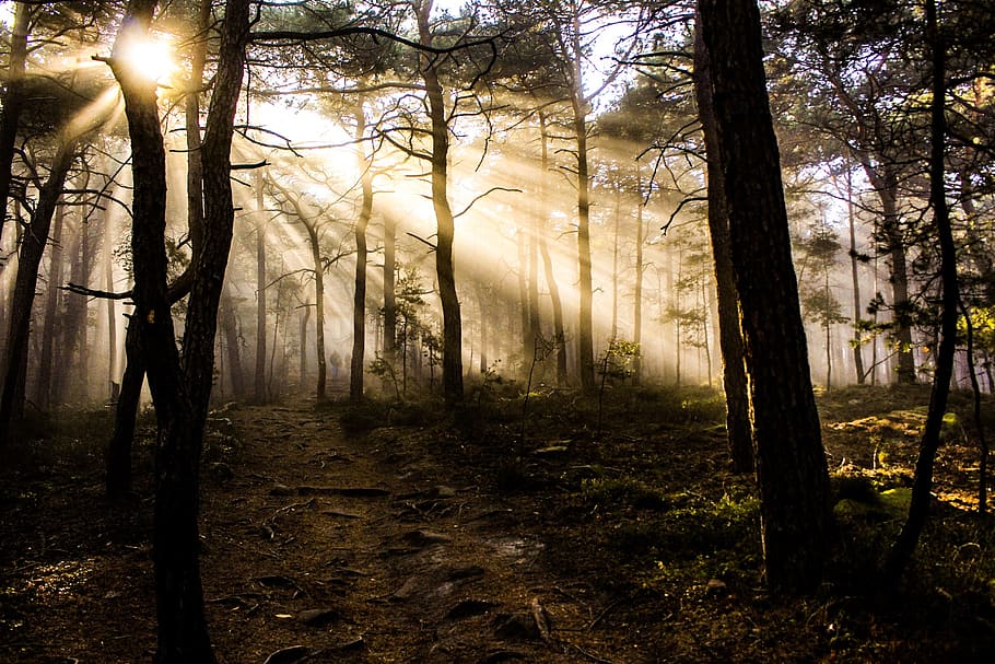 Photo of Trees at Golden Hour, backlit, dark, dawn, daylight HD wallpaper