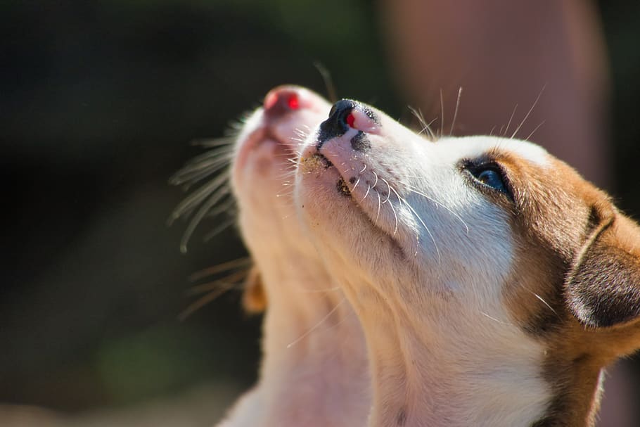 dogs, puppies, begging, young, small, pet, animal, animal themes HD wallpaper