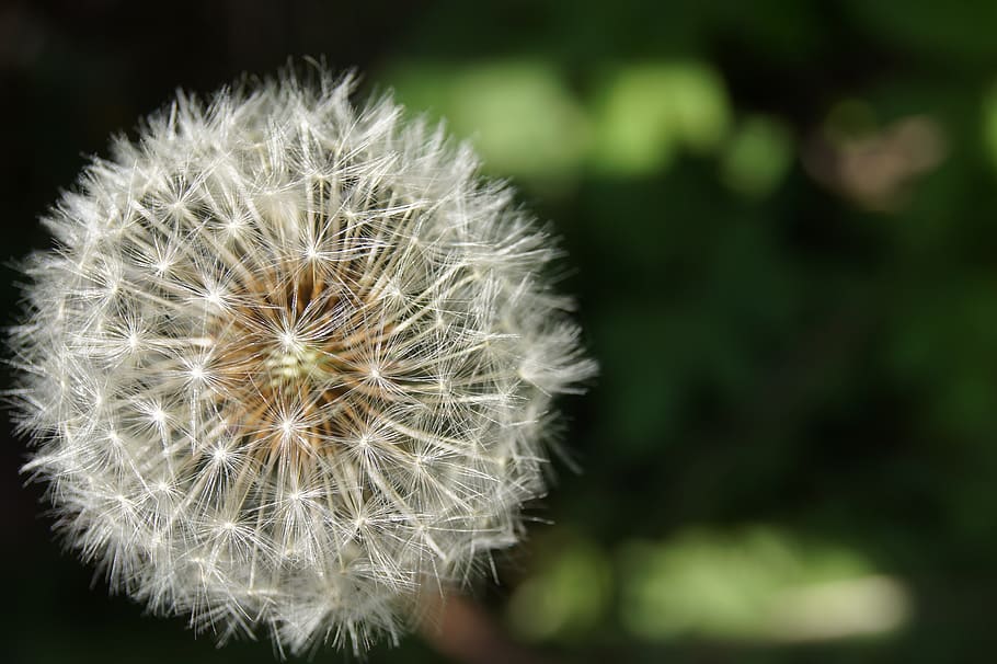 nature, landscape, ease, dandelion, vulnerability, fragility HD wallpaper