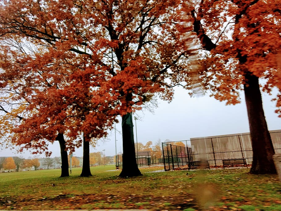 tree, autumn, plant, change, nature, growth, day, beauty in nature HD wallpaper