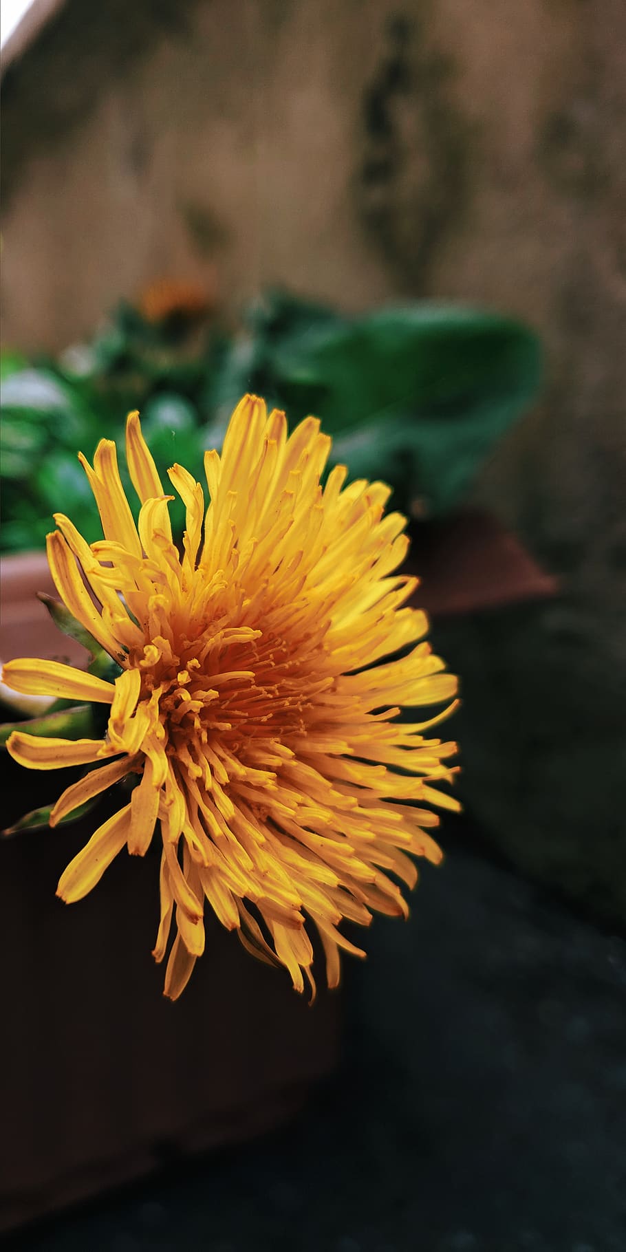 yellow petaled flower, flowering plant, vulnerability, fragility HD wallpaper