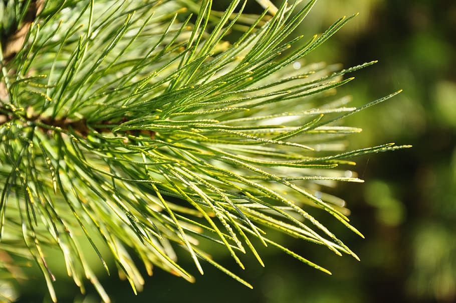 needles, pine, forest, green, light, the carpathians, rosa HD wallpaper