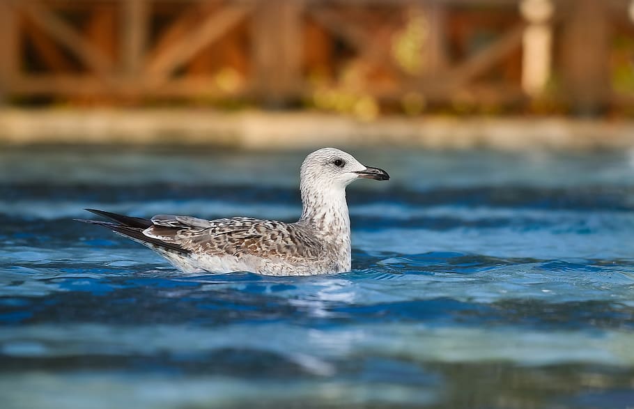seagull, bird, animal, animal themes, animals in the wild, water HD wallpaper