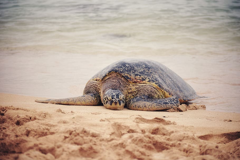 brown turtle on seashore, reptile, animal themes, animal wildlife HD wallpaper