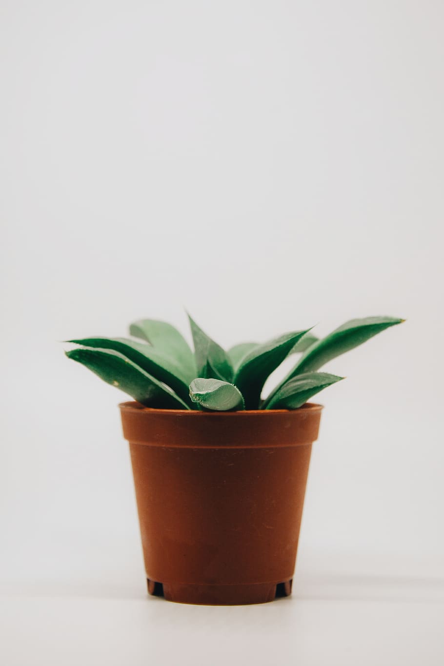 Green Leaf-plant on Brown Pot, freshness, growing, growth, houseplant HD wallpaper