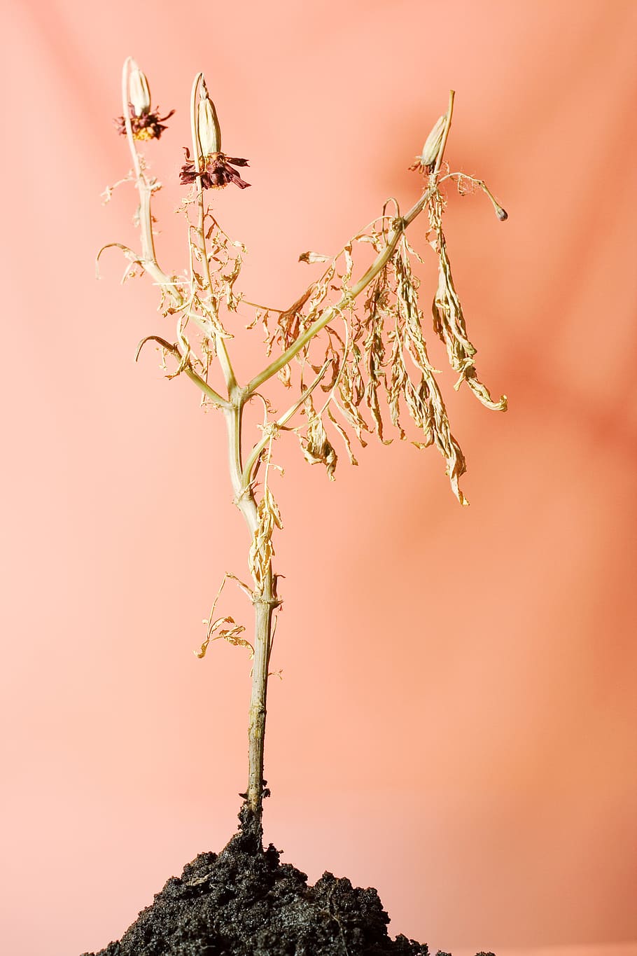 Old, ground, plant, tree, nature, growth, branch, no people HD wallpaper