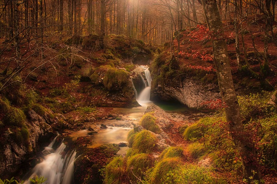 trees, forest, fall, autumn, water, river, sunlight, scenics - nature HD wallpaper