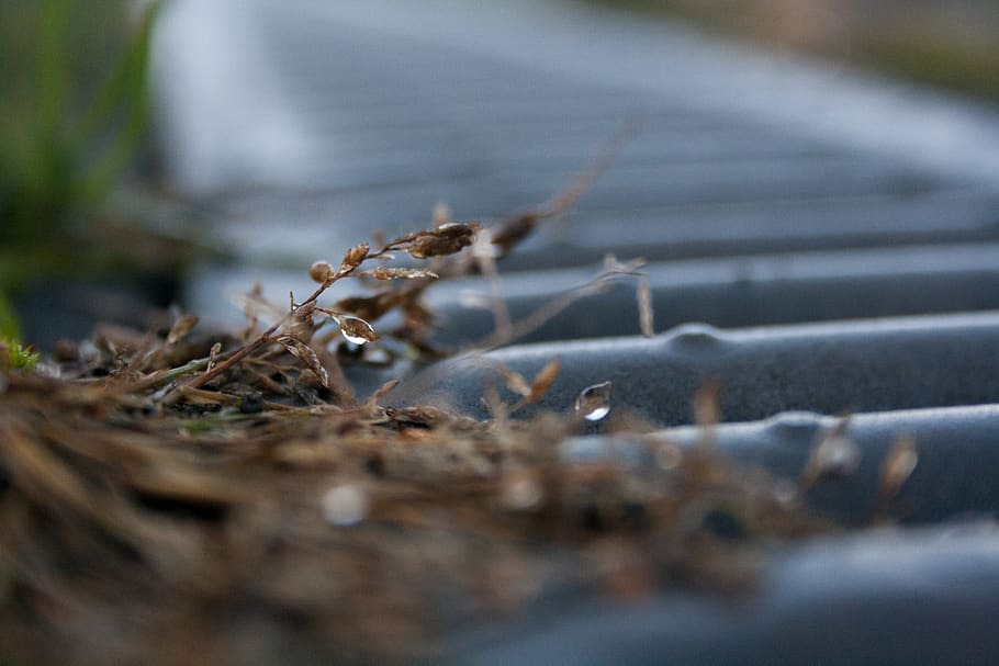 deutschland, gerresheim s, grid, weed, depth of field, drop HD wallpaper