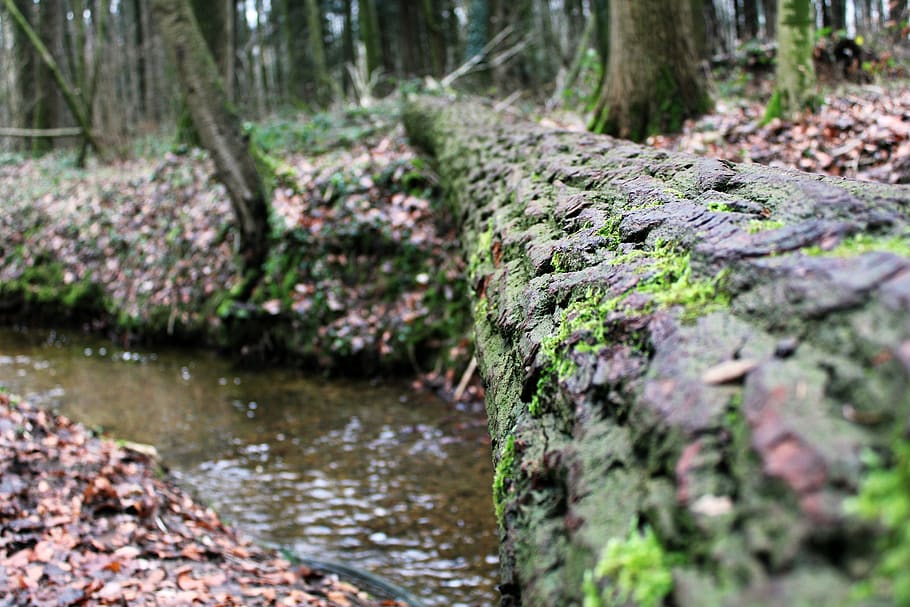 log, bach, moss, water, wood, moist, leaves, forest, slippery HD wallpaper