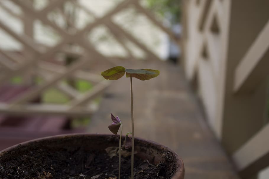 plant, green, spring, renew, shamrock, focus on foreground HD wallpaper