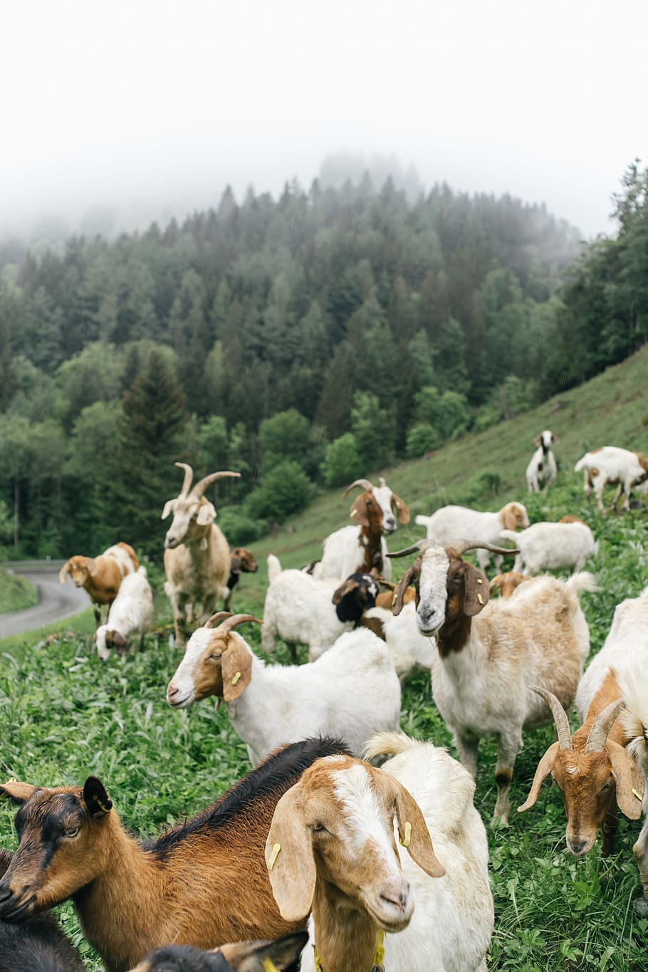 Goats on mountain pasture, agriculture, animal, black forrest, HD wallpaper