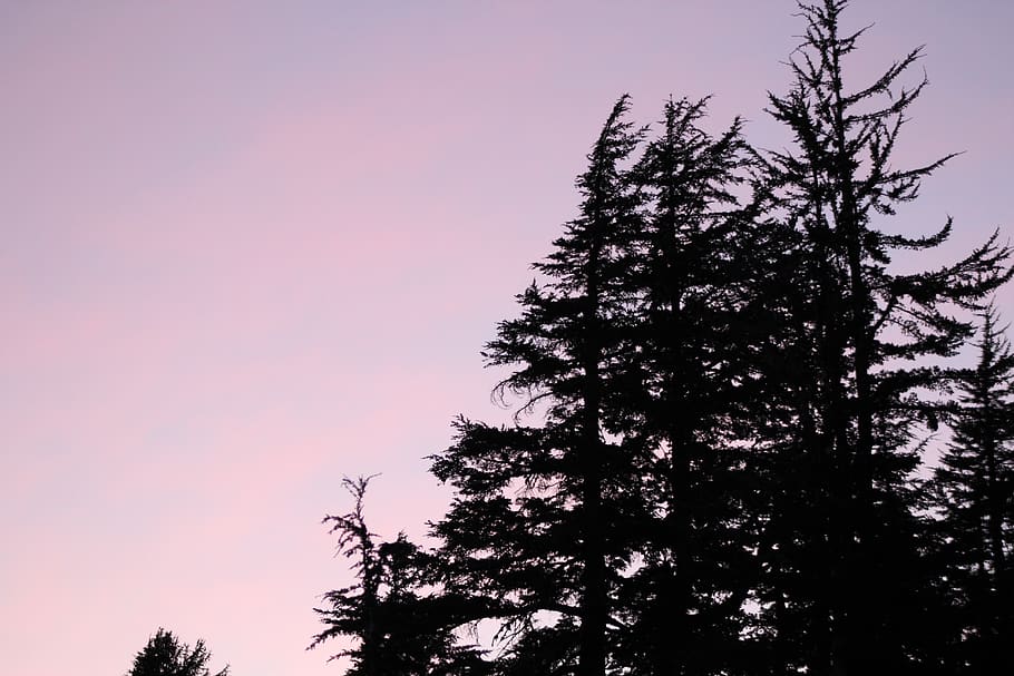 silhouette of pine tree, plant, sky, sunset, beauty in nature HD wallpaper