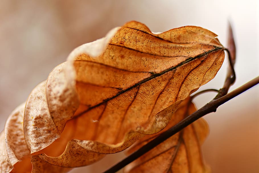leaf, withered, dry, autumn, vein, pattern, texture, seasonal HD wallpaper
