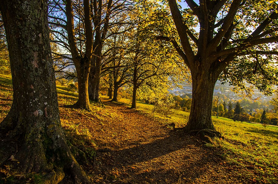 mountain, trees, forest, autumn, landscape, wilderness, calm sunset HD wallpaper