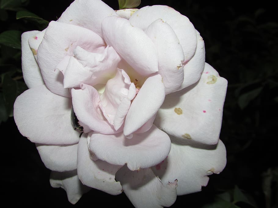 rose, flower, flowering plant, beauty in nature, fragility HD wallpaper