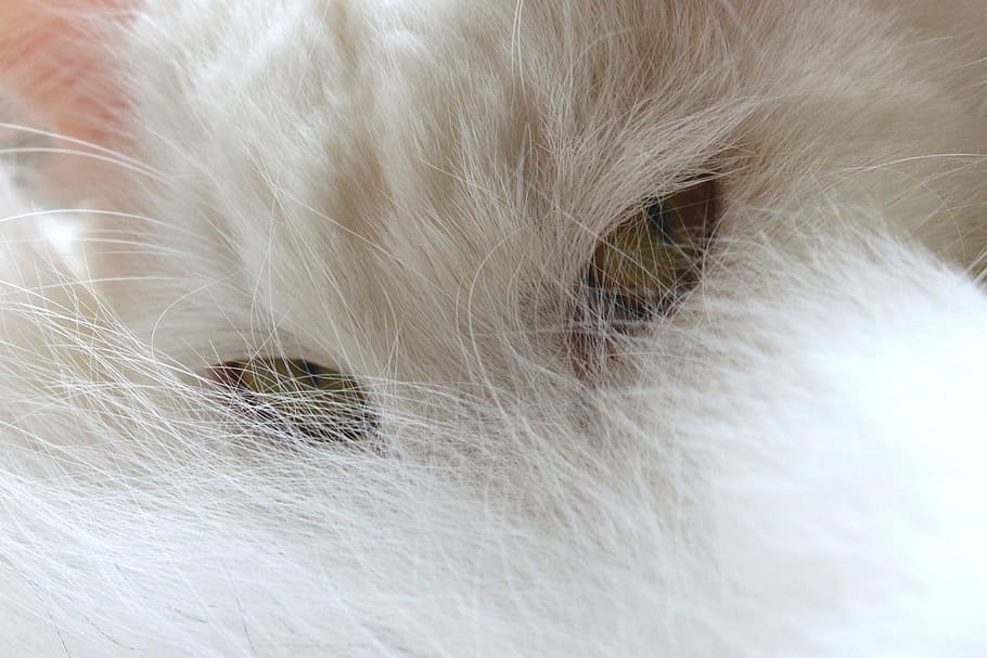 cat, pet, animal, eyes, white, whiskers, hair, fur, animal themes HD wallpaper