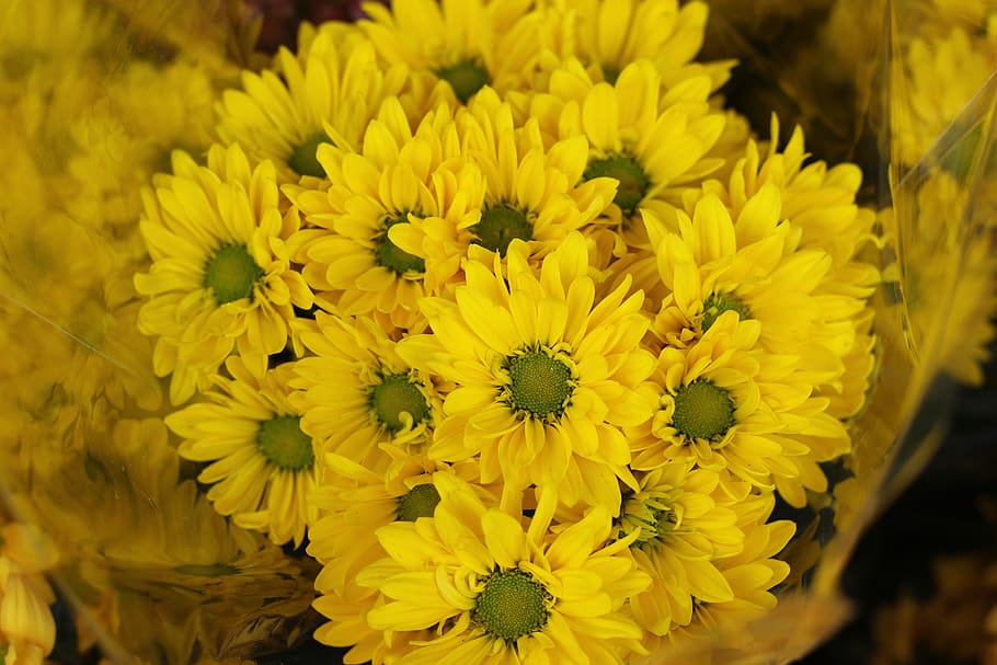 flowers, chrysanthemum, bloom, yellow, bouquet, flowering plant HD wallpaper
