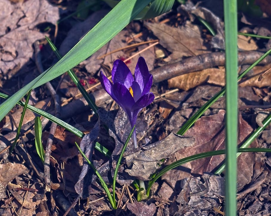 crocus in arkansas spring, blossom, bloom, flower, purple, plant HD wallpaper