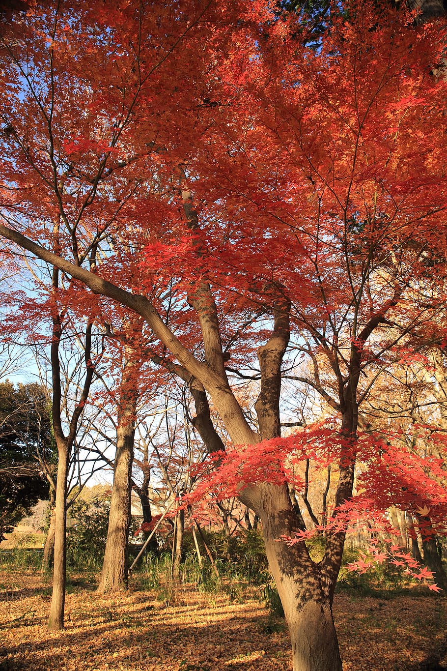 Reddish pink autumn leaves., tree, season, vibrant, brown, gold HD wallpaper
