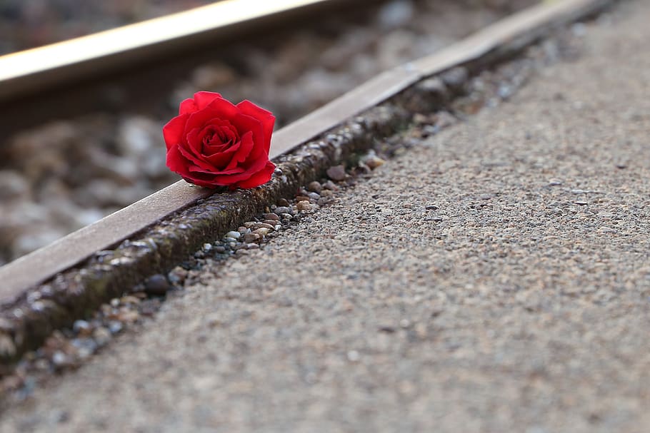 red rose near rail, remembering all victims, of suicide on rail
