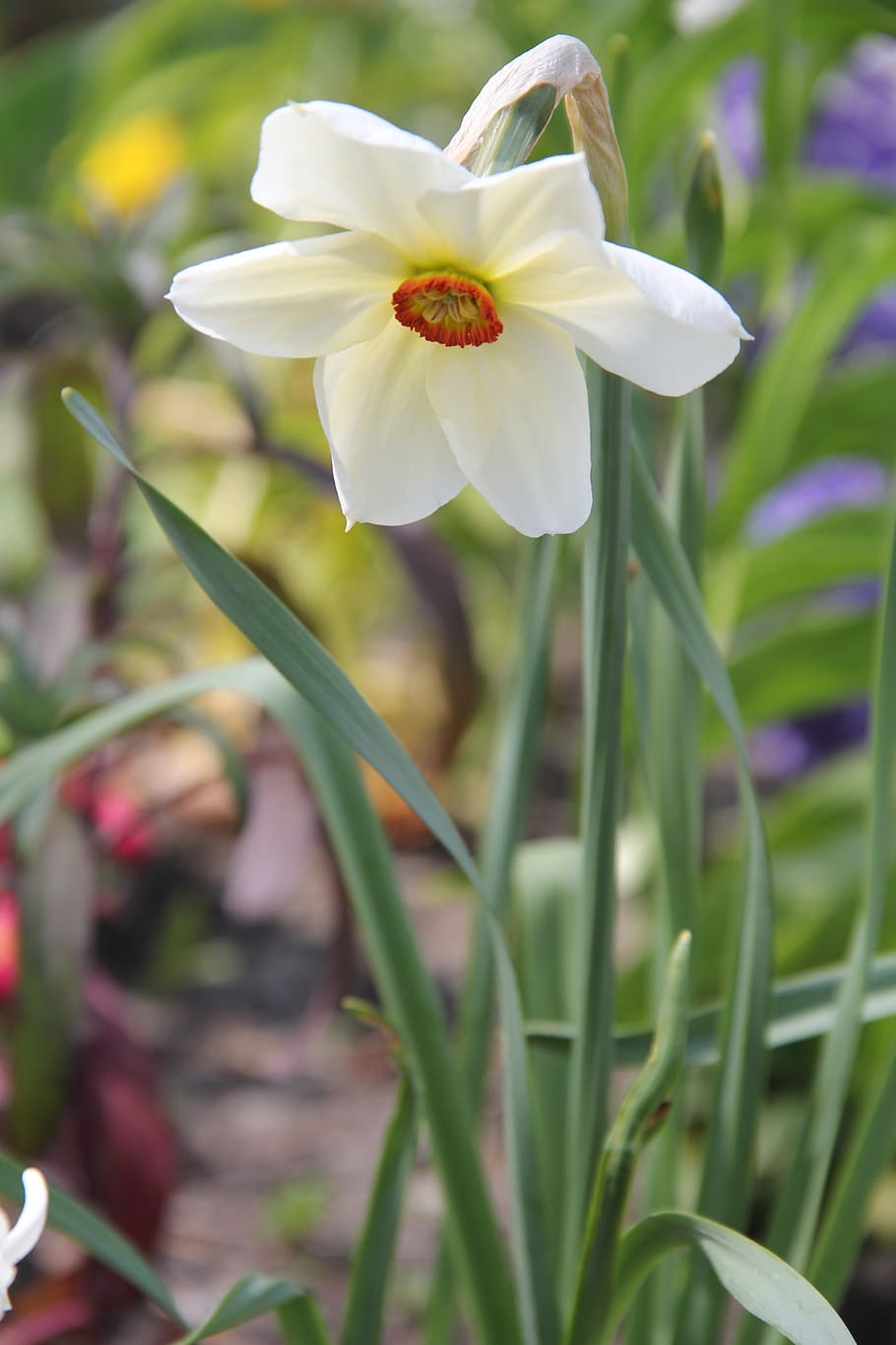 flower, plant, nature, leaf, season, spring flower, narcissus, HD wallpaper