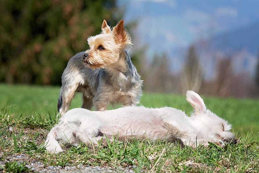 Dogs out. Dog Lie Meadow.