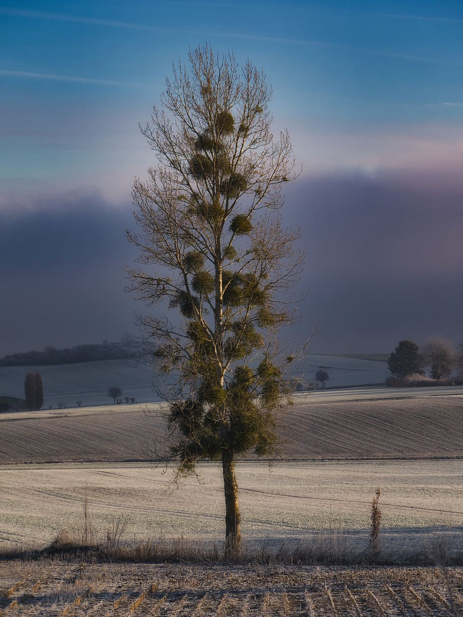 tree, nature, of course, green, mistletoe, leaf, autumn, landscape HD wallpaper