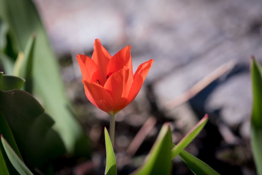 tulip, red, small, garden, in the garden, spring, small tulip HD wallpaper