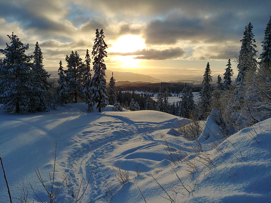 tree, plant, fir, abies, nature, outdoors, trondheim, bymark HD wallpaper