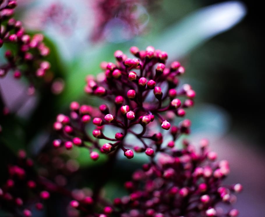 plant, flower, forest, beauty in nature, flowering plant, freshness HD wallpaper