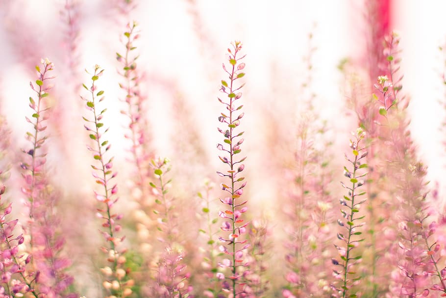 Pink Clustered Flowers, bloom, blossom, flora, garden, grass HD wallpaper
