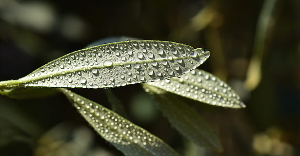 olive leaf, mediterranean, green, plant, olive branch, close up HD wallpaper