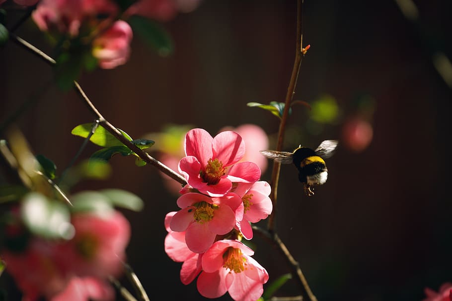 insect, apidae, invertebrate, bee, animal, plant, honey bee HD wallpaper