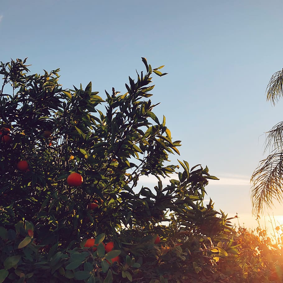 united states, chino, ca, tree, plant, growth, sky, healthy eating HD wallpaper