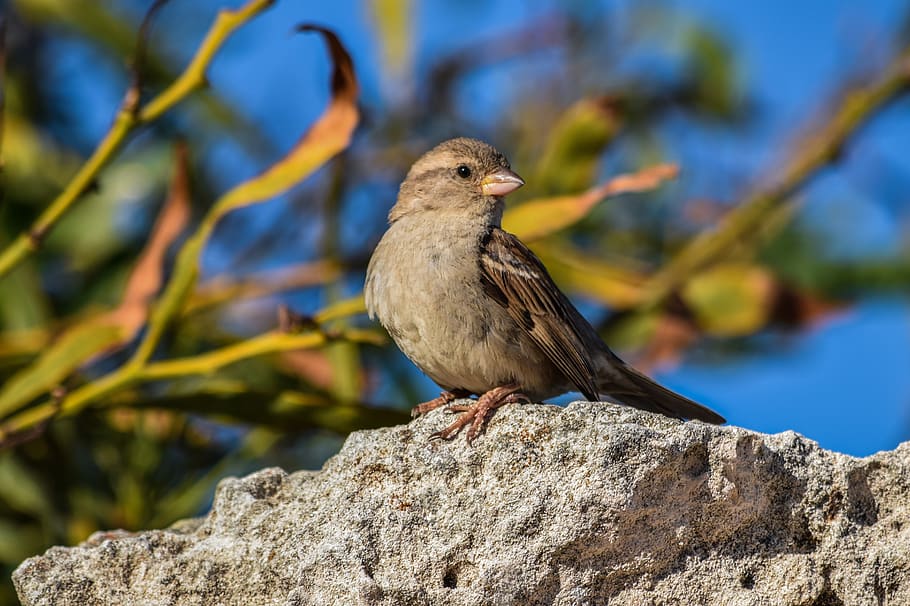 sparrow, nature, bird, wildlife, outdoors, animal, fauna, rock HD wallpaper