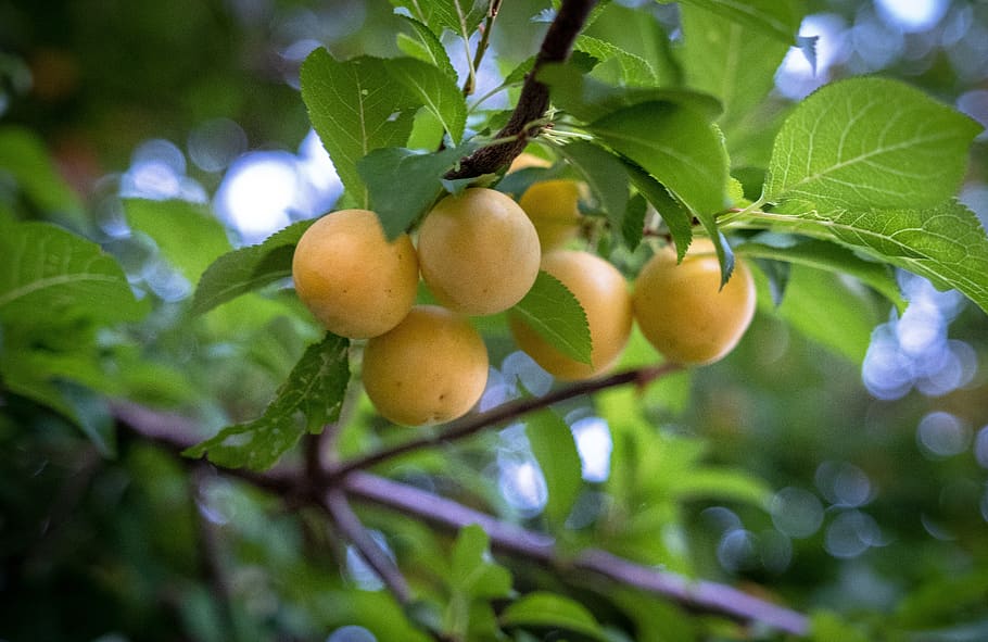 peach, plums, immature, tree, leaves, aesthetic, fresh, delicious HD wallpaper