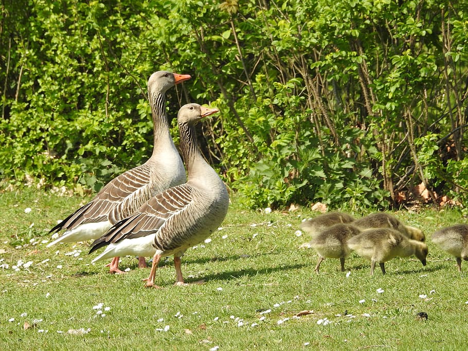 duck, geese, animal, bird, goose, nature, wildfowl, animal themes HD wallpaper