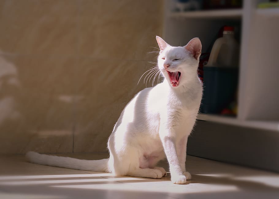 pets, domestic, mammal, one animal, domestic animals, animal themes HD wallpaper