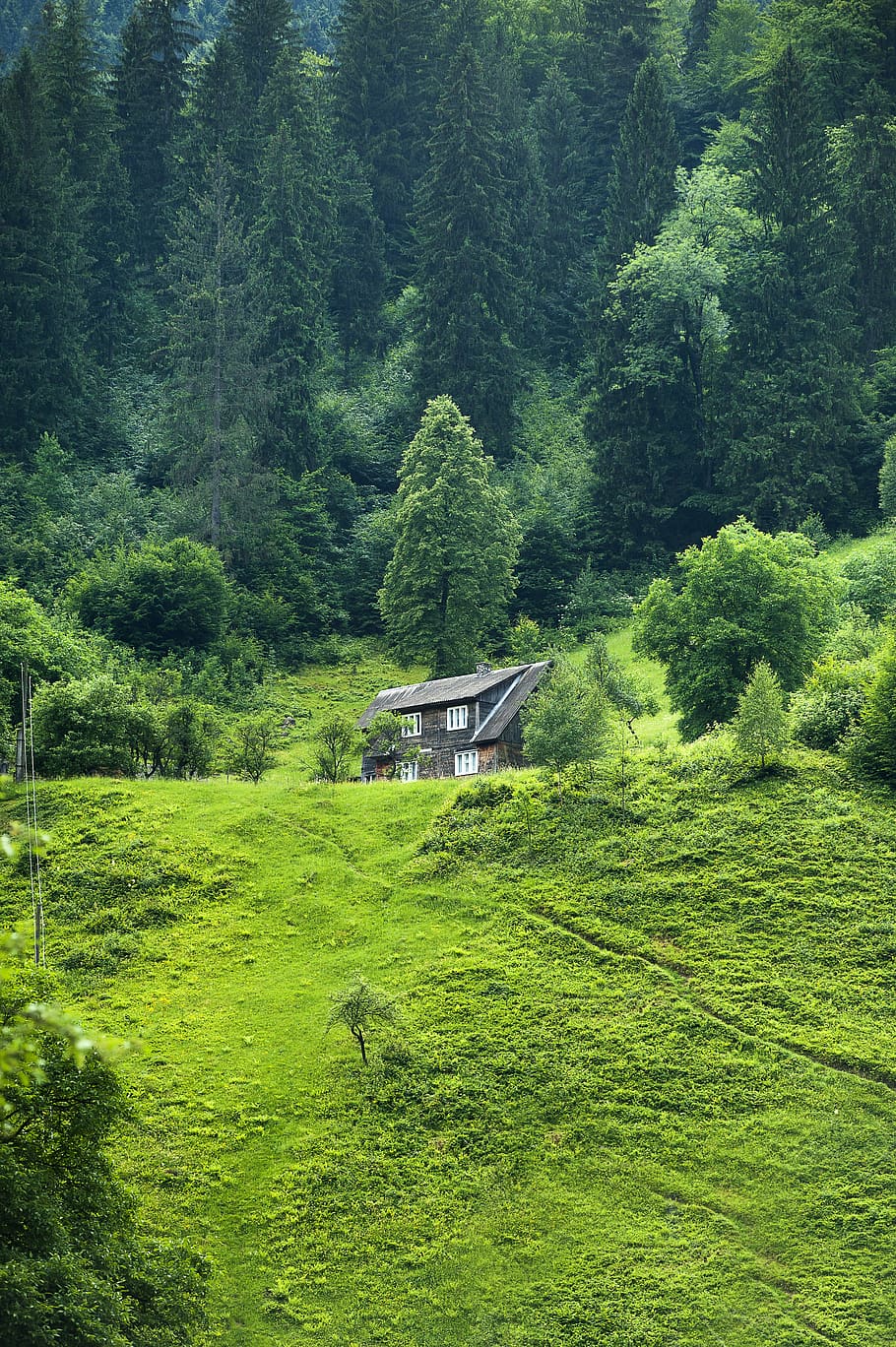 Brown Wooden House Surrounded by Green Trees, bushes, coniferous trees HD wallpaper