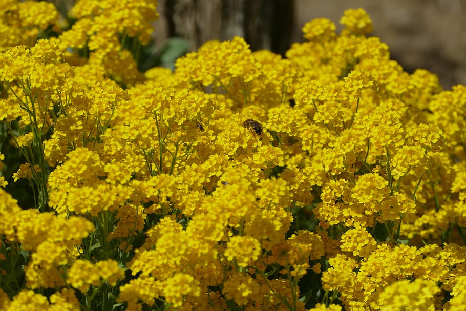 flowers, bloom, blossom, plant, summer, yellow, flora, garden HD wallpaper