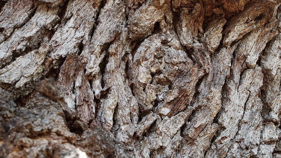 oak tree, nature, bark, natural, forest, texture, outdoors HD wallpaper