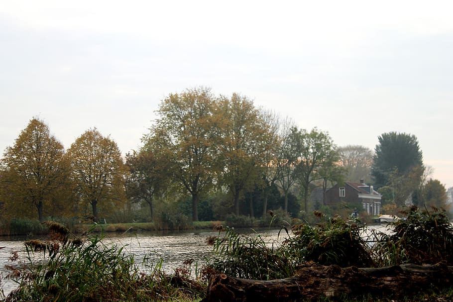netherlands, amsterdam, trees, house, river, morning, dawn HD wallpaper