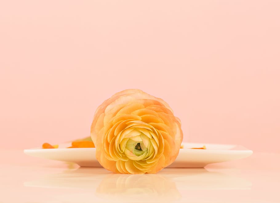 ranunculus, flower, nature, garden, fresh, fragrance, bloom HD wallpaper