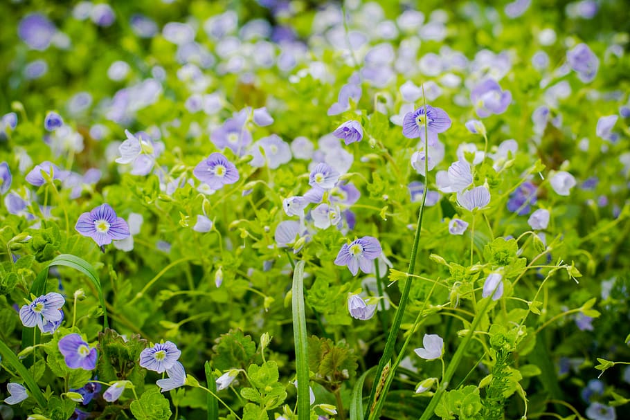 plant, blossom, geranium, flower, flax, pottery, vase, potted plant HD wallpaper