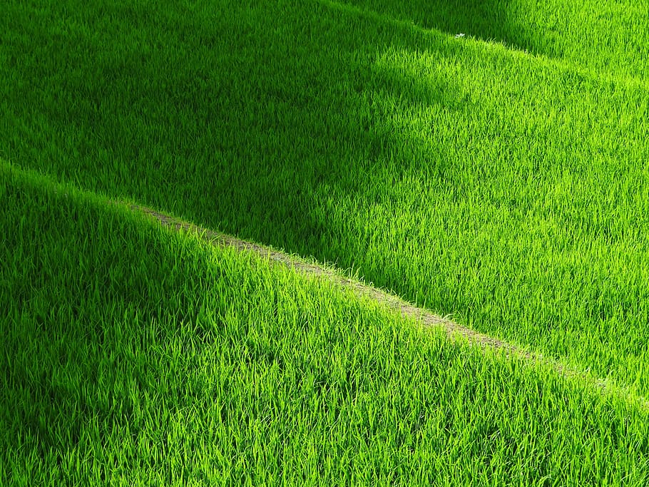 Green Grass during Day Time, farm, field, path, green color, plant HD wallpaper