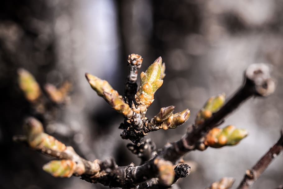 nature, spring, bud, lilac, macro, plant, close-up, no people HD wallpaper